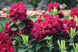 stedsegroenne buske