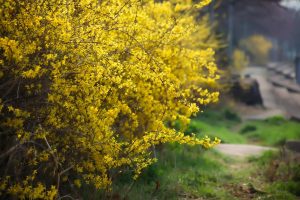 Forsythia busk med gule blomster