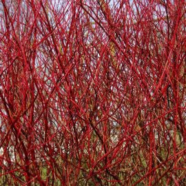 Cornus-alba-Sibirica Cornus alba Sibirica