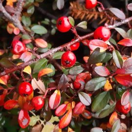 Dvaergmispel-Coral-Beauty