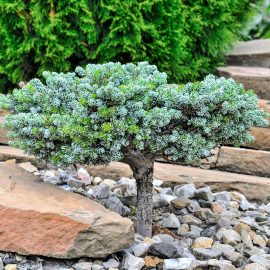 stedsegroent trae til krukker