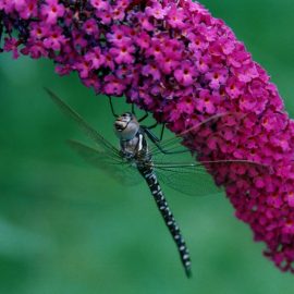 Sommerfuglebusk-roed Sommerfuglebusk-roed