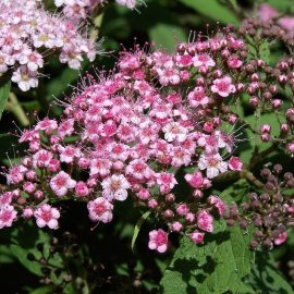 Spiraea-Japonica