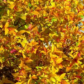 Spiraea-betulifolia (2)