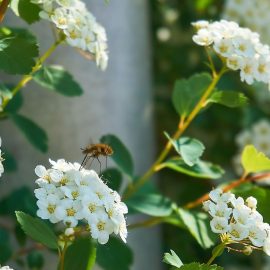 Spiraea-betulifolia