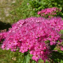 Spiraea-rosa Spiraea-rosa