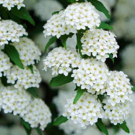 Vanhouttei Spirea