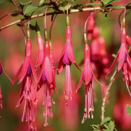 fuchsia fuchsia