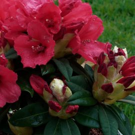 rhododendron-busk-med-roede-blomster rhododendron busk med roede blomster