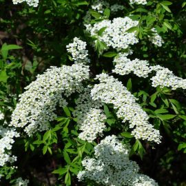 spirea snedrivebusk