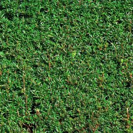 taks stedsegroen haek