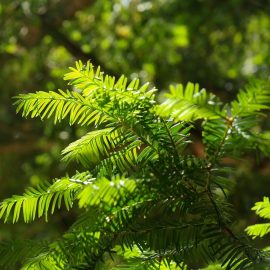 taks stedsegroent trae