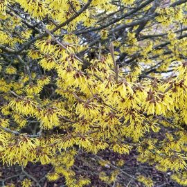 troldnoed busk med gule blomster
